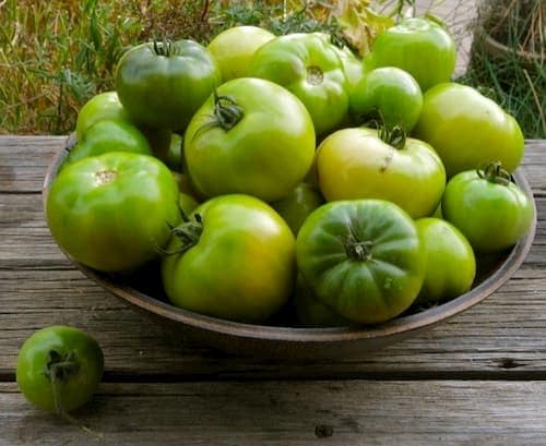 pomodori verdi